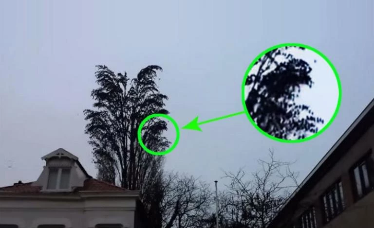 Κοιτάξτε πιο κοντά αυτό το δέντρο γιατί δεν είναι κανονικό – Στα 16″ του βίντεο θα καταλάβετε το λόγο!